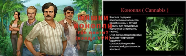 прущие грибы Белокуриха